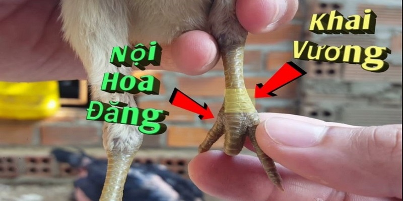 Vảy khai vương là dấu hiệu của một hùng kê thi đấu tốt