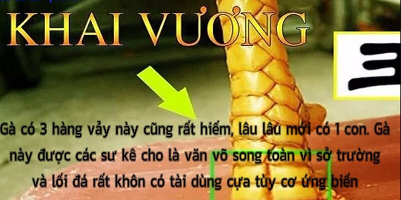 Gà có vảy khai vương có khả năng thi đấu tốt