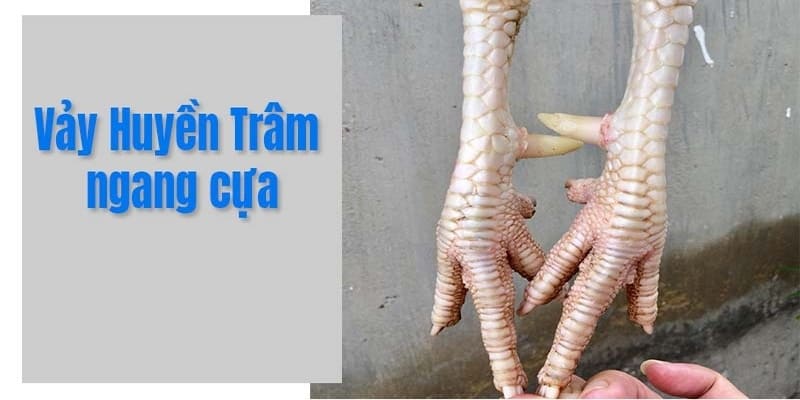 Vảy huyền trâm nằm ngang cựa là thần kê trên trường đấu